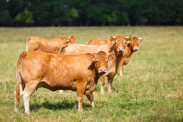 Limousin sığır sahada