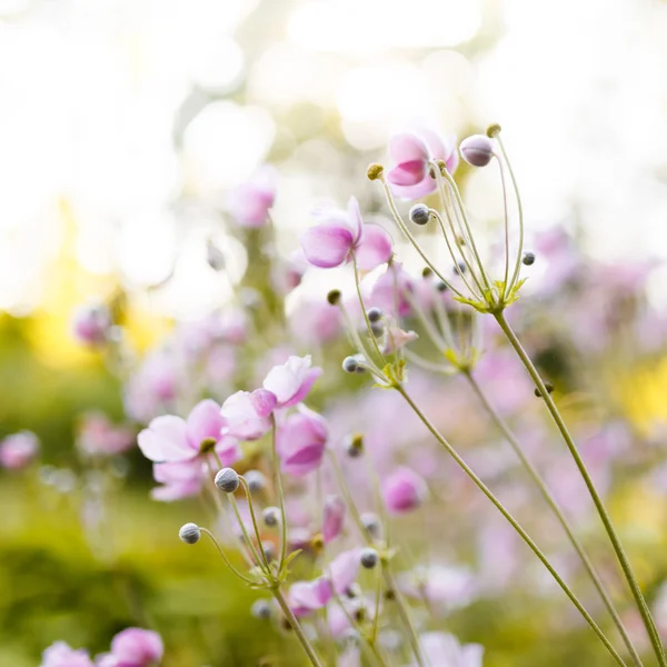 Flowers at summer time — Stock Photo, Image