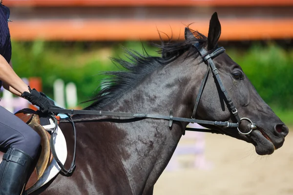 Jinete en un caballo —  Fotos de Stock