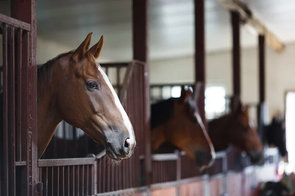 Paarden in de stal — Stockfoto