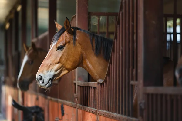 Cheval dans l'écurie — Photo