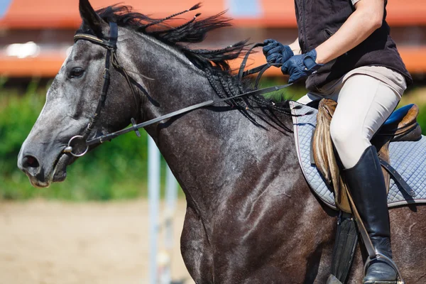 Reiter auf einem Pferd — Stockfoto