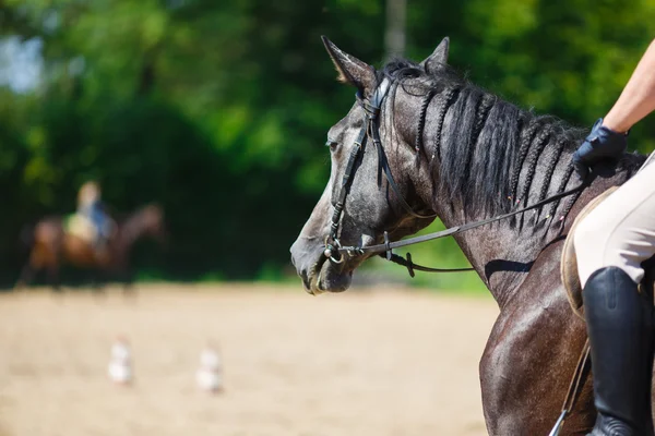 Reiter auf einem Pferd — Stockfoto