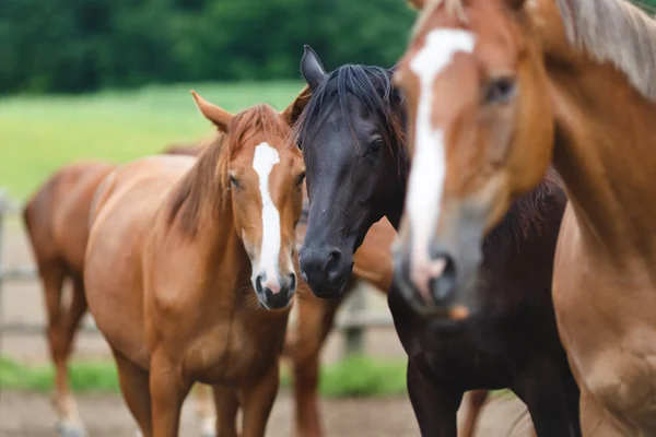 Caballos salvajes —  Fotos de Stock