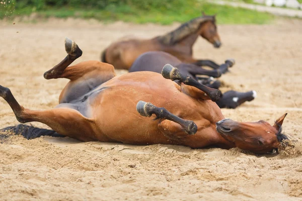 Horse lying in the sand — Stock Photo, Image