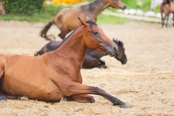 Άλογο, που βρίσκεται στην άμμο — Φωτογραφία Αρχείου