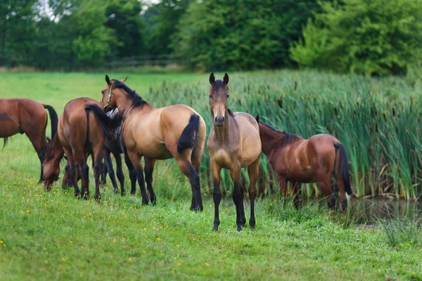 Chevaux sauvages — Photo