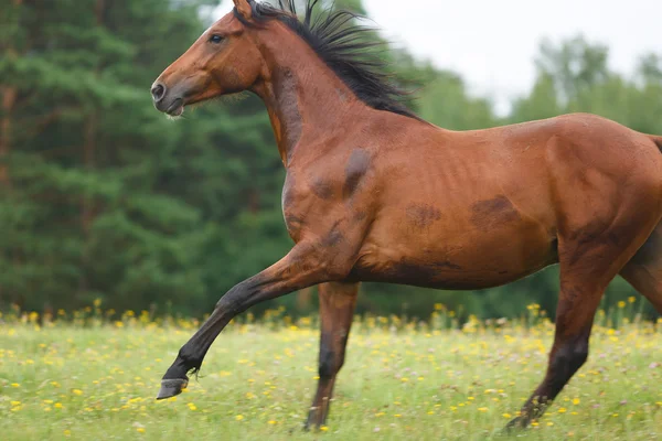 Wildpferde laufen — Stockfoto