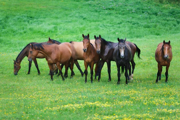 Correre cavalli selvatici — Foto Stock