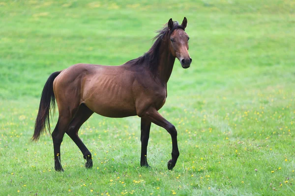 Courir cheval sauvage — Photo