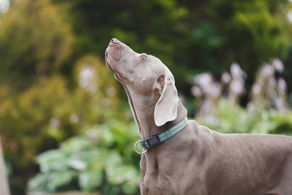 Köpek hava burnunu çekmek