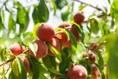 Şeftali ağacı üzerinde