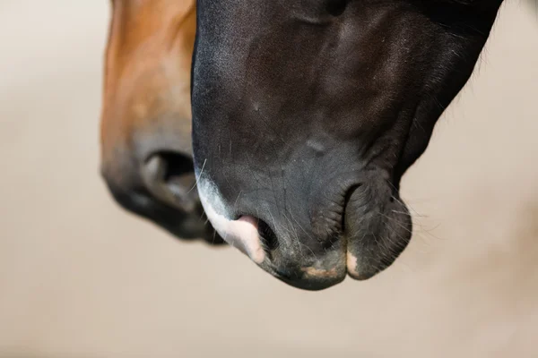 Dos cabezas de caballos se acercan — Foto de Stock
