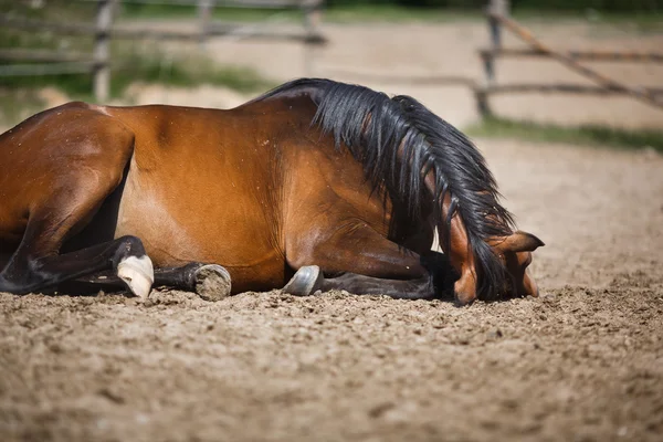 Caballo acostado en el establo al aire libre —  Fotos de Stock