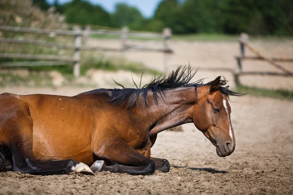 Häst i stallet utomhus — Stockfoto