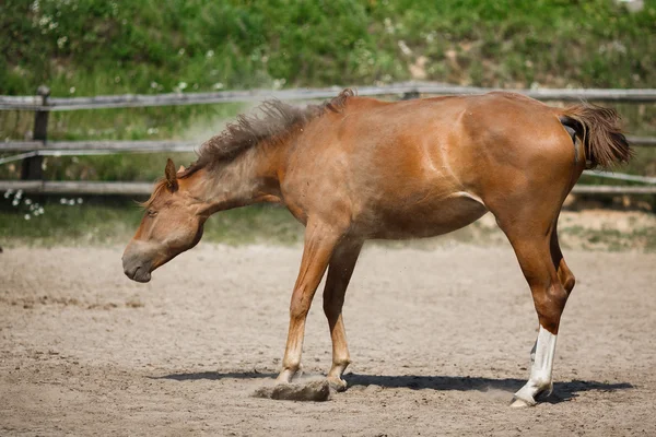 Joven caballo sacudir el polvo — Foto de Stock