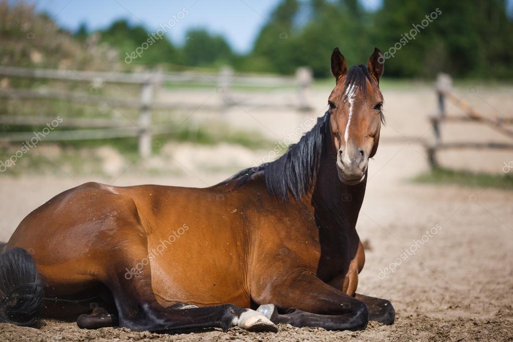 Horse lying in the stable outdoor — Stock Photo © castenoid 81589782