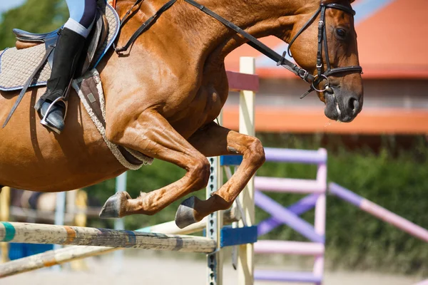 Jinete de caballos saltando —  Fotos de Stock