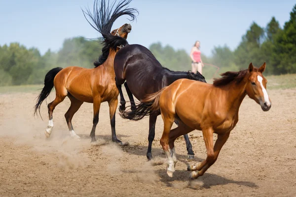 実行中の馬の群れ — ストック写真