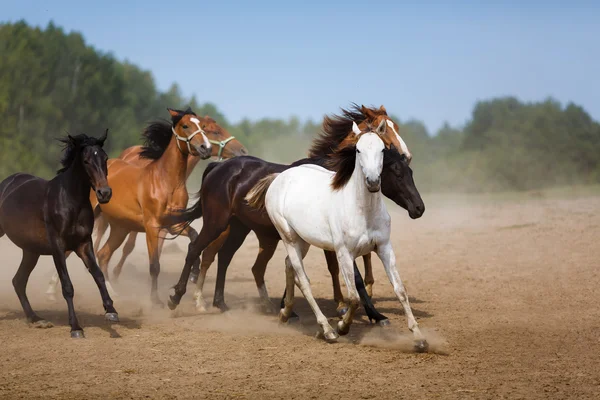 Стадо бегущих лошадей — стоковое фото