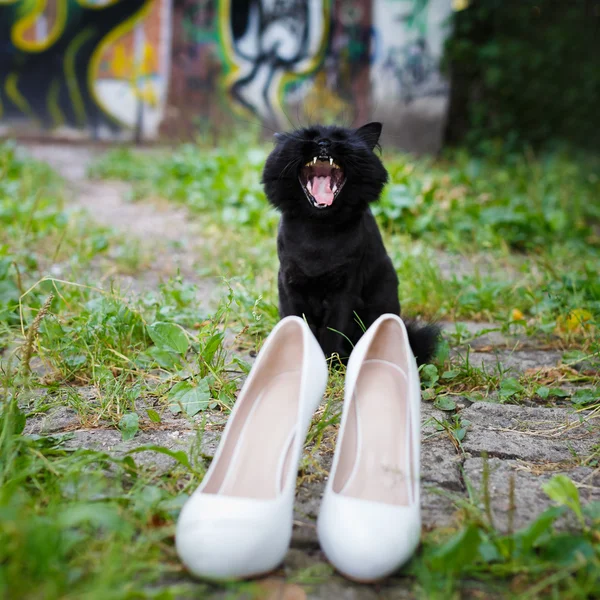 Ziewanie kot i buty damskie — Zdjęcie stockowe