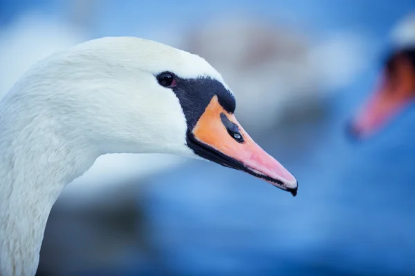 Портрет лебедя — стоковое фото