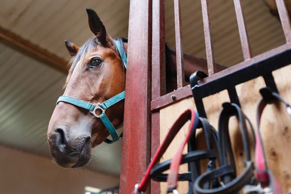 Cavalo curioso — Fotografia de Stock