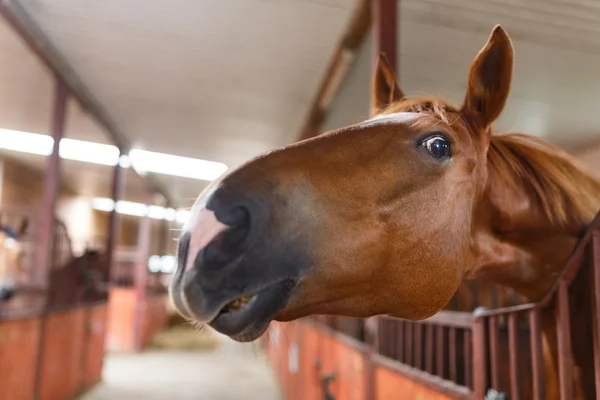 Zvědavé koně — Stock fotografie