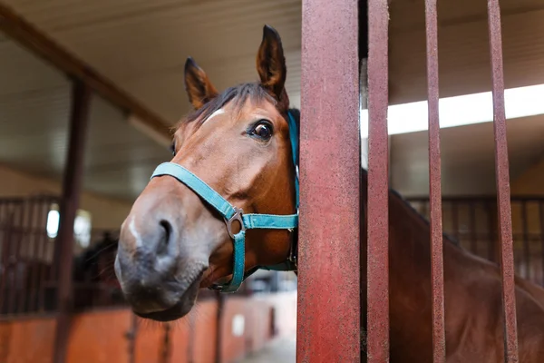 Caballo curioso — Foto de Stock