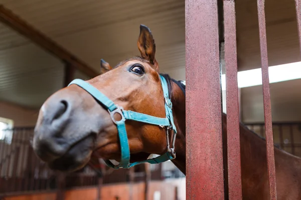 Caballo curioso — Foto de Stock