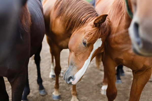 Herd of horses in a stable — Stock Photo, Image