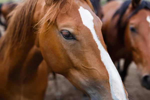 Manada de caballos en un establo — Foto de Stock