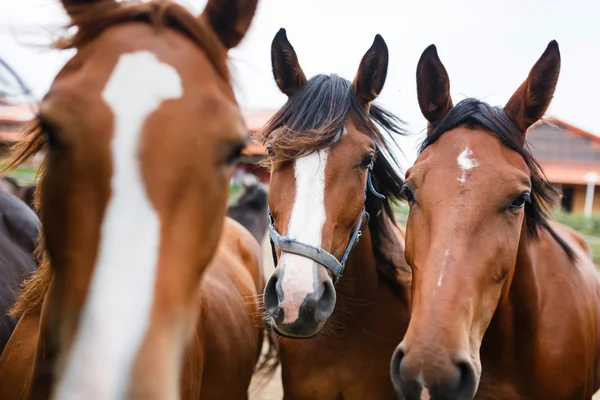 Manada de caballos en un establo — Foto de Stock