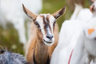 Goatling çayır üzerinde