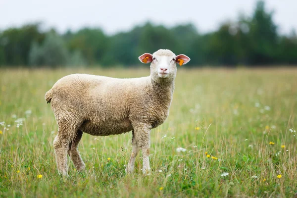 子羊の牧草地 — ストック写真
