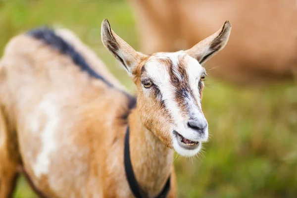 仔山羊の牧草地 — ストック写真