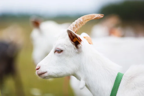 Goatling på ängen — Stockfoto