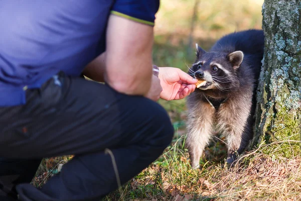 Hombre con la mano alimentando a un mapache —  Fotos de Stock
