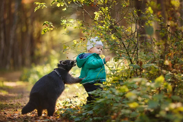 Jeden rok starý chlapec s mýval — Stock fotografie