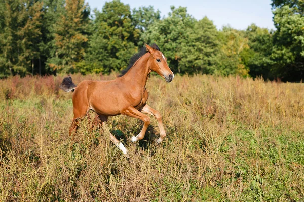 Grappige veulen rennen — Stockfoto