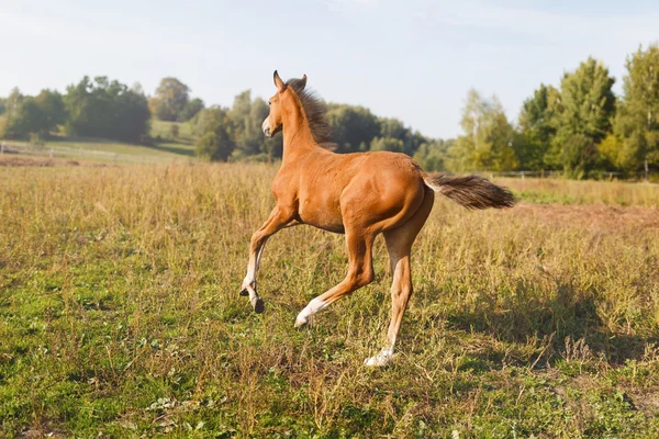 Grappige veulen rennen — Stockfoto