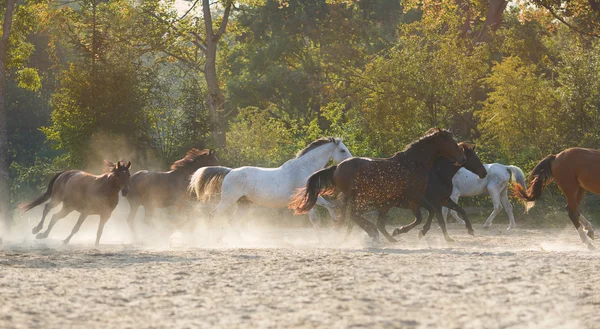 Kudde van het runnen van paarden — Stockfoto