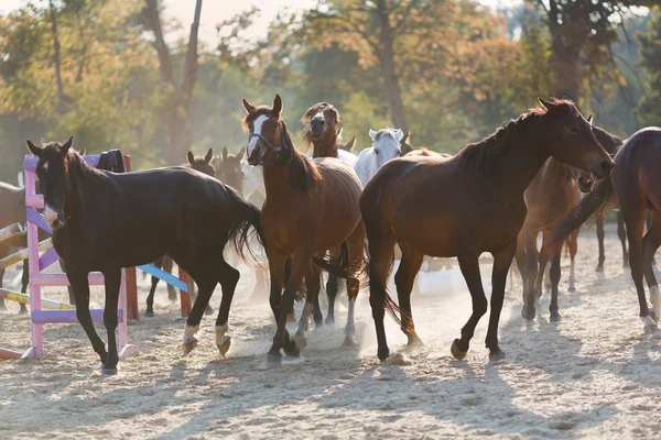Kudde van het runnen van paarden — Stockfoto