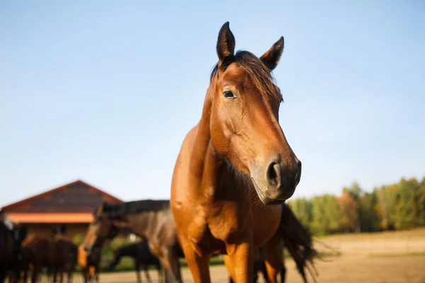 Portrait of the brown horse — Stock Photo, Image