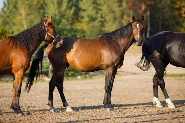 Drie paarden in de weide — Stockfoto