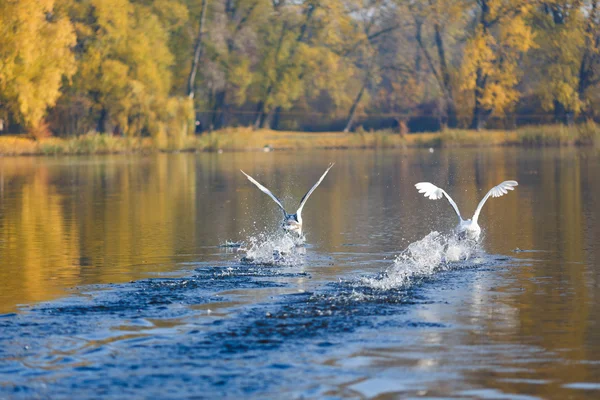 Лебеди на подъеме — стоковое фото