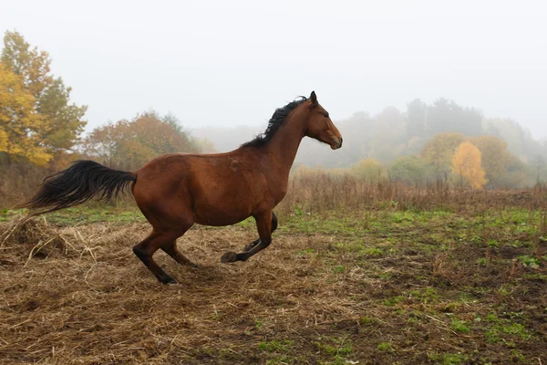 Springande häst i dimman — Stockfoto