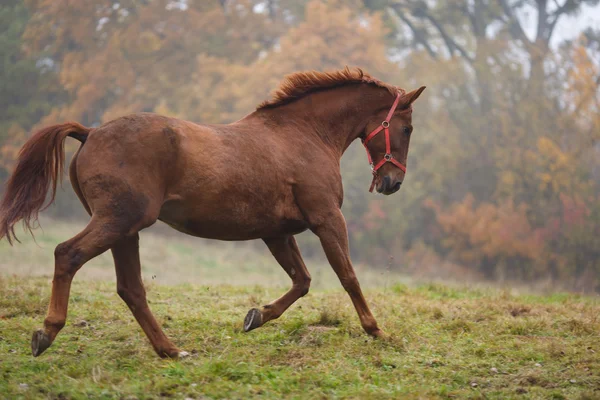 Lopend paard in de mist — Stockfoto