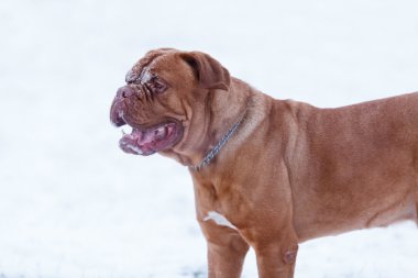 Bordeauxdog portresi