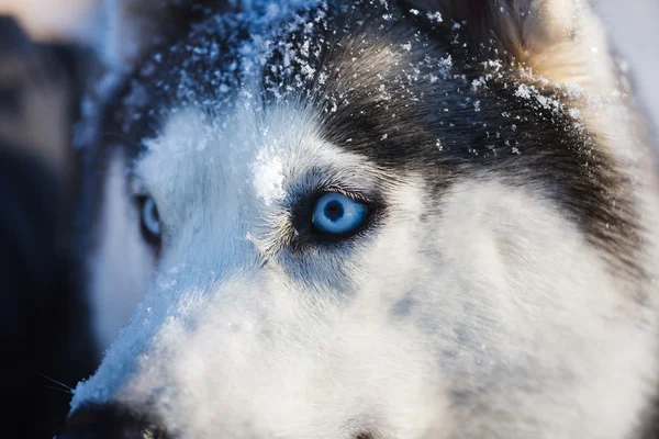 Pies husky spojrzenie — Zdjęcie stockowe